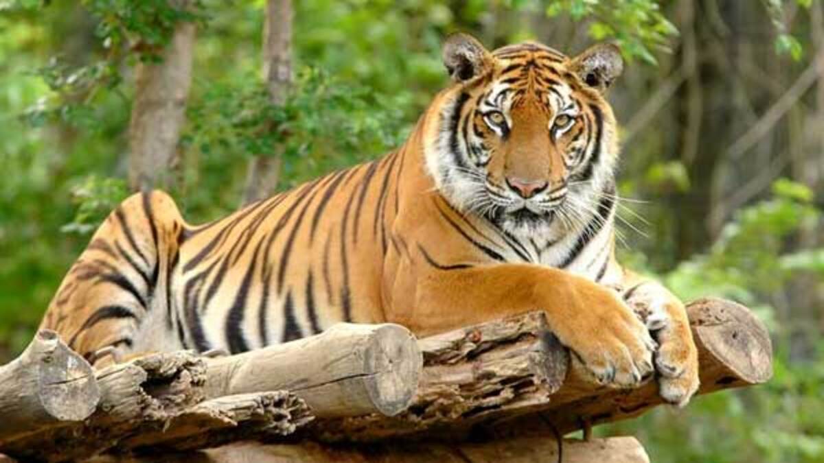 tiger tiger
