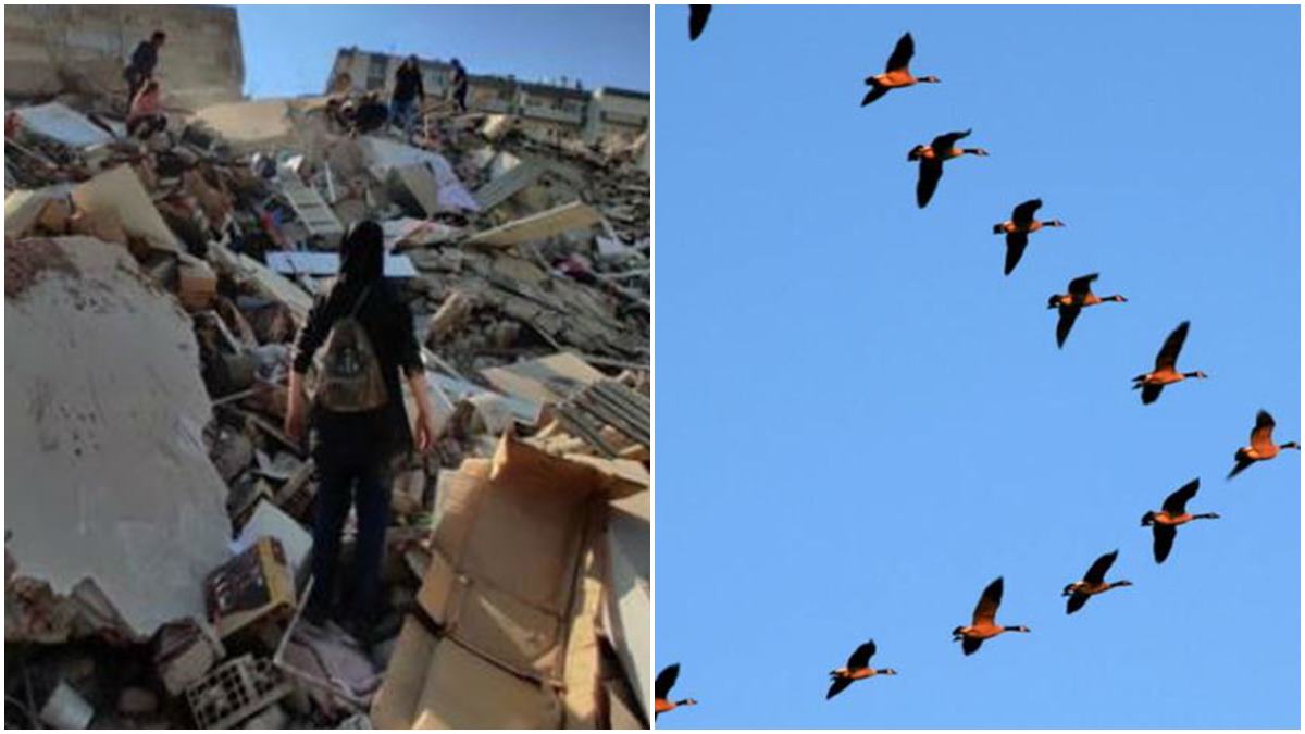 മൃഗങ്ങള്‍ നേരത്തെ തിരിച്ചറിയുമോ?