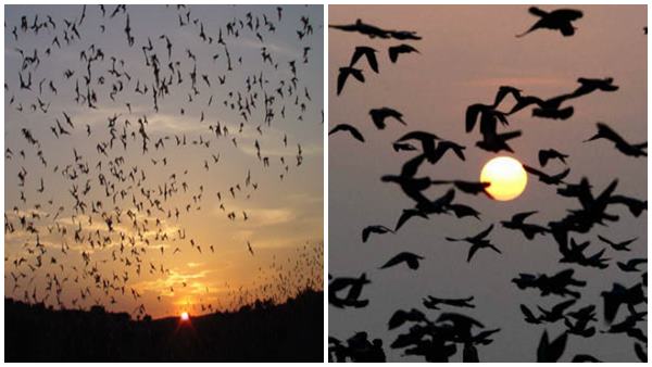 പ്രകൃതിയുടെ മുന്നറിയിപ്പ്