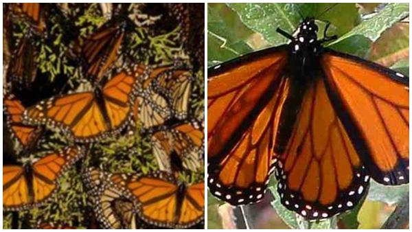 മനോഹരമായ പുഷ്പങ്ങള്‍