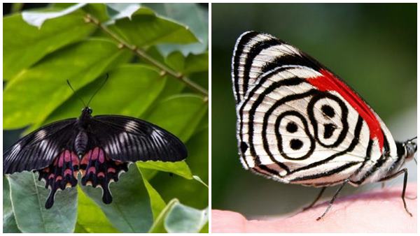 ചിത്രശലഭങ്ങളെ കണ്ടെത്താമോ?