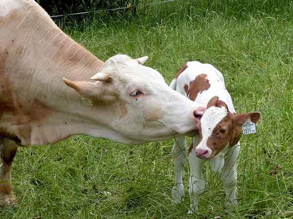 പശുക്കളുടെ ചെവിയിൽ നിന്ന് ശേഖരിച്ച ടിഷ്യൂകൾ പശുക്കളുടെ ചെവിയിൽ നിന്ന് ശേഖരിച്ച ടിഷ്യൂകൾ