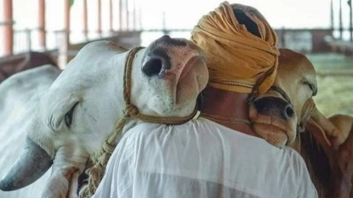 പശുത്തൊഴുത്ത് നിര്‍മ്മിച്ചത്