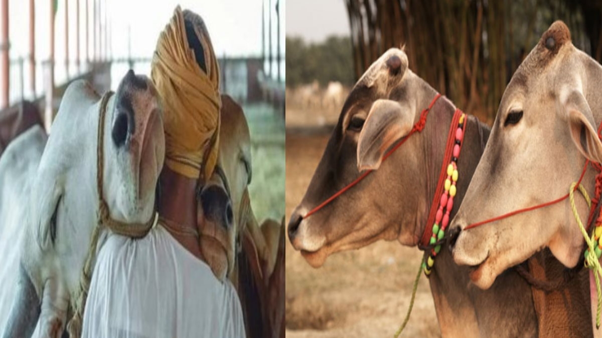 ട്രോളുകളും പരിഹാസവും