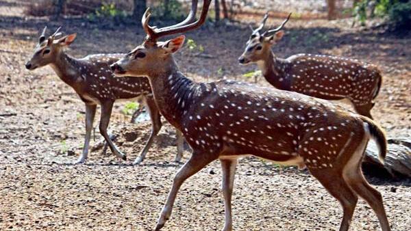 ഒളിഞ്ഞിരിക്കുന്നത് മാന് ഒളിഞ്ഞിരിക്കുന്നത് മാന്