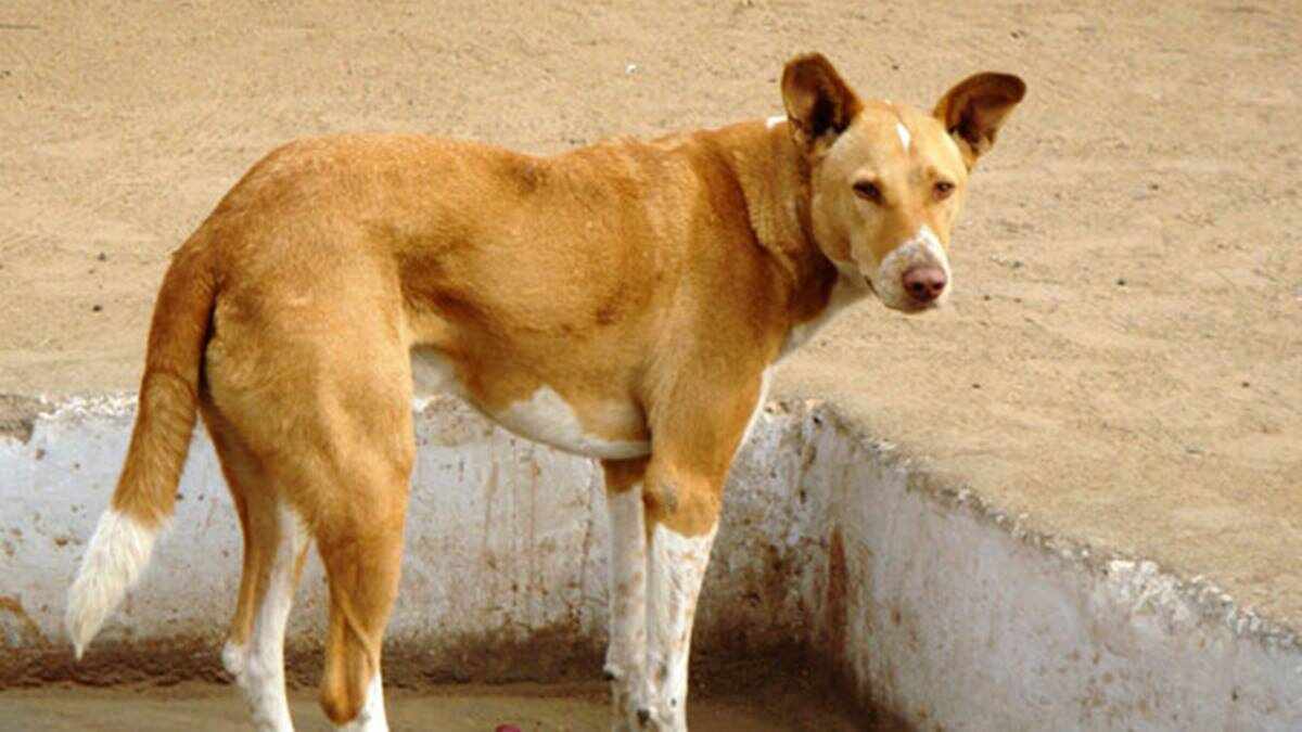dog dog