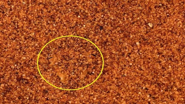 4 സെക്കന്‍ഡില്‍ കണ്ടെത്തണം