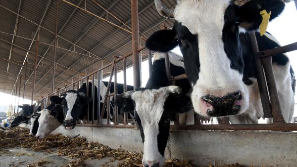 പ്രതിവർഷം ഏകദേശം 18,000 ലിറ്റർ പാൽ .. പ്രതിവർഷം ഏകദേശം 18,000 ലിറ്റർ പാൽ ..