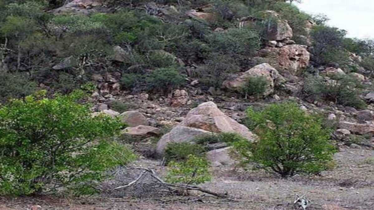 optical illusion optical illusion