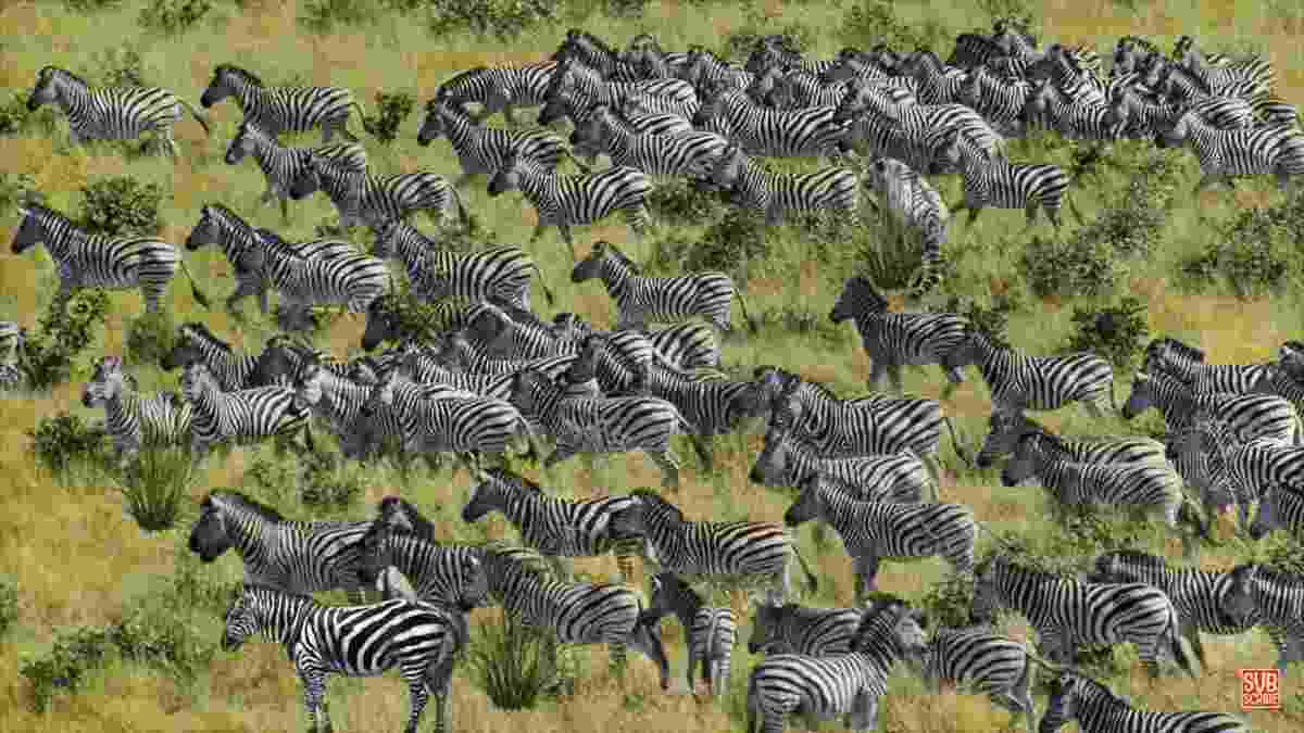 നല്ല പച്ചപ്പുള്ള പുല്‍മേട്