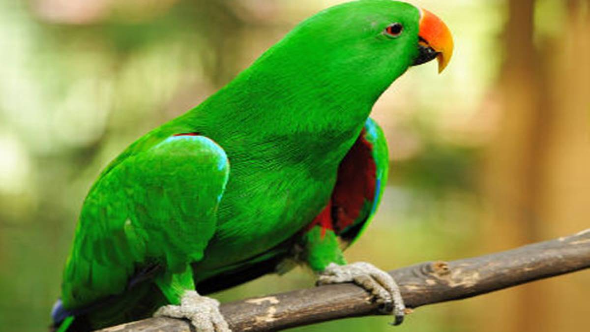 parrot parrot