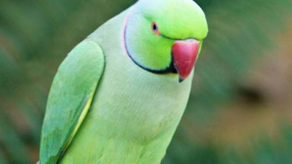 തത്ത മക്കാവോ തത്ത മക്കാവോ