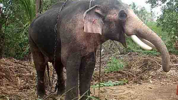 ഇടഞ്ഞത് വേറെ ആന ഇടഞ്ഞത് വേറെ ആന