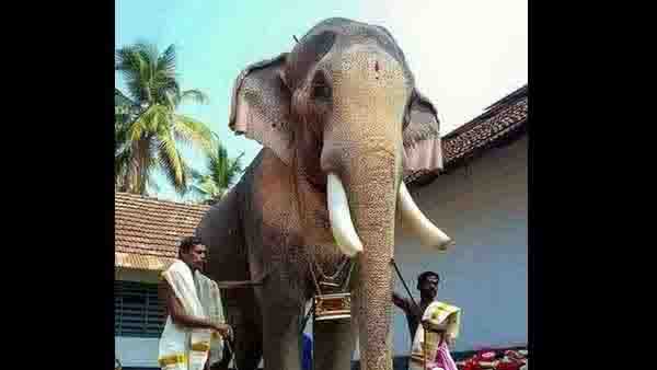 തെച്ചിക്കോട്ടുകാവ് രാമചന്ദ്രന്റെ താരപദവി തെച്ചിക്കോട്ടുകാവ് രാമചന്ദ്രന്റെ താരപദവി