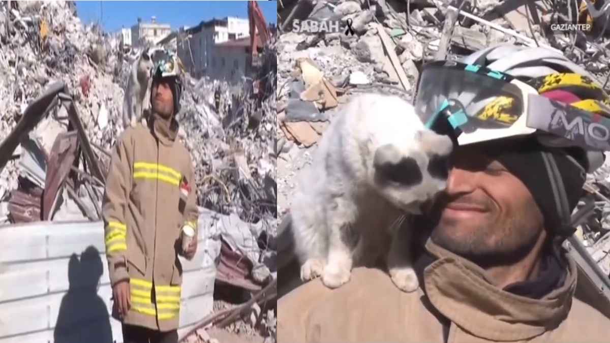 turkey cat turkey cat