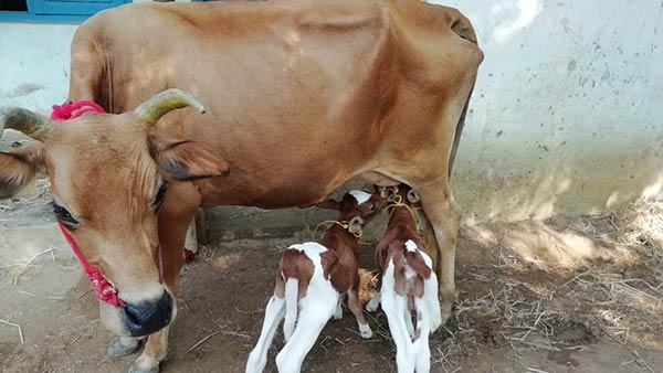 വേഷം മാറിയിരിക്കുന്ന വിരുതന്‍