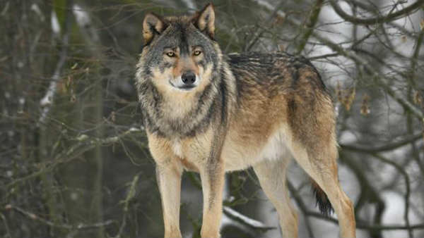 പച്ചപ്പ് തേടിയെത്തിയതാണ്