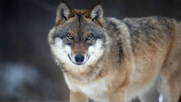 കണ്ണുകള്‍ക്ക് കഴുകനെ പോലെയാവണം