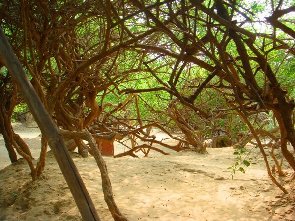 മരിച്ച വ്യക്തിയുടെ ചാരം 