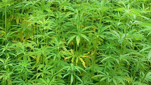 കഞ്ചാവ് ഉപയോ​ഗിക്കുന്ന രാജ്യങ്ങൾ...