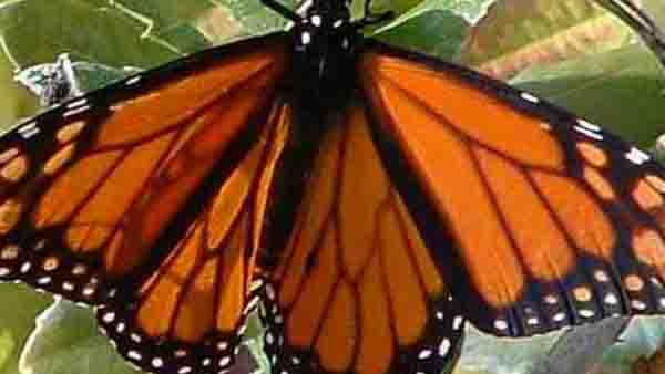 ഇത് വളരെ ഈസിയല്ലേ