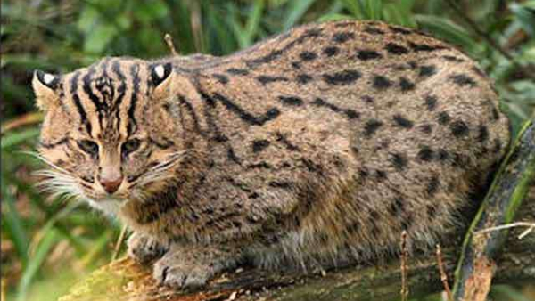 കാട്ടുപൂച്ചയെ കണ്ട് തൃപ്തിപ്പെടേണ്ടി വന്നു