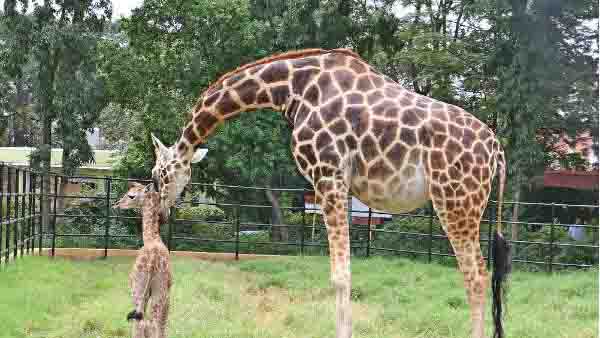 കുട്ടികള്‍ക്കും മുതിര്‍ന്നവര്‍ക്കും പരീക്ഷിക്കാം