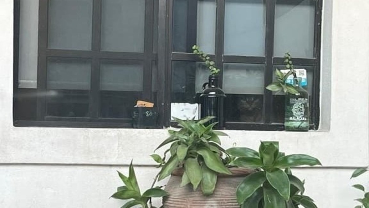 OPTICAL ILLUSION FIND THE CAT OPTICAL ILLUSION FIND THE CAT