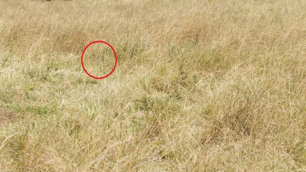 OPTICAL ILLUSION FIND THE ANSWER