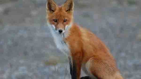 മറഞ്ഞിരിക്കുന്ന രഹസ്യമെന്ത്