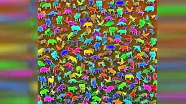 ജിറാഫ് എവിടെ