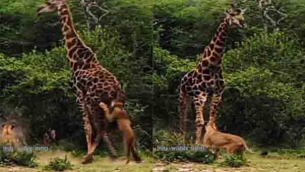 ഒപ്ടിക്കല്‍ ഇല്യൂഷന്‍ ചിത്രങ്ങള്‍