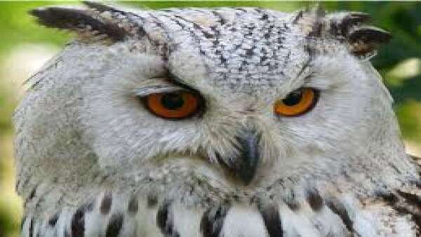 സൂക്ഷിച്ച് നോക്കിയാല്‍ കാണാം ആ വിരുതനെ