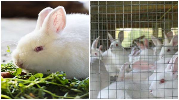 ആര് ശ്രമിച്ചിട്ടും വഴങ്ങാത്ത ചിത്രം