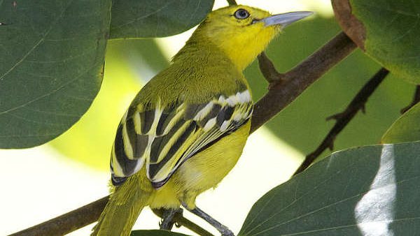 കുഞ്ഞിക്കിളിയെ കൂടെവിടെ