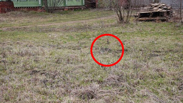 OPTICAL ILLUSION ANSWER