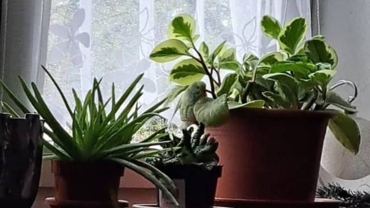 OPTICAL ILLUSION FIND THE BIRD OPTICAL ILLUSION FIND THE BIRD