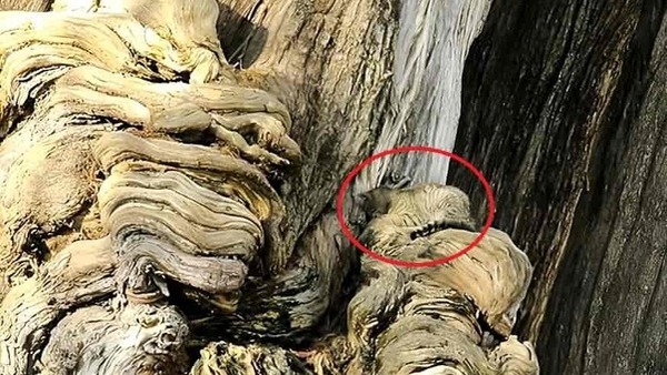 OPTICAL ILLUSION ANSWER