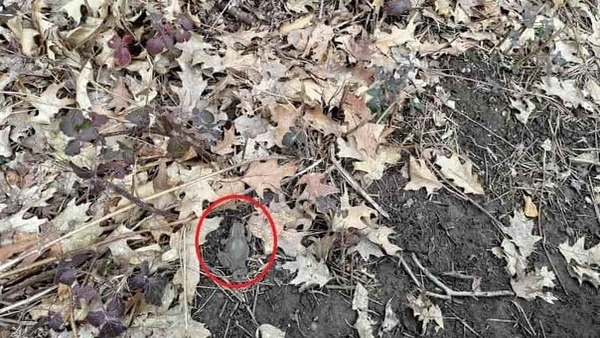 optical illusion answer