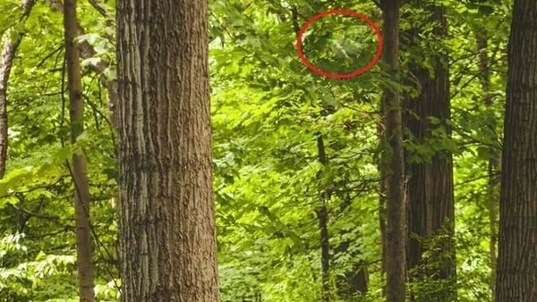 optical illusion answer