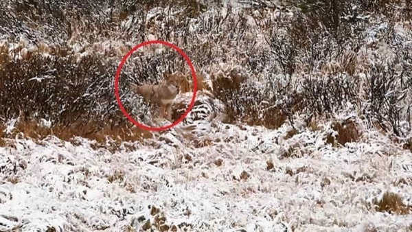 optical illusion solved