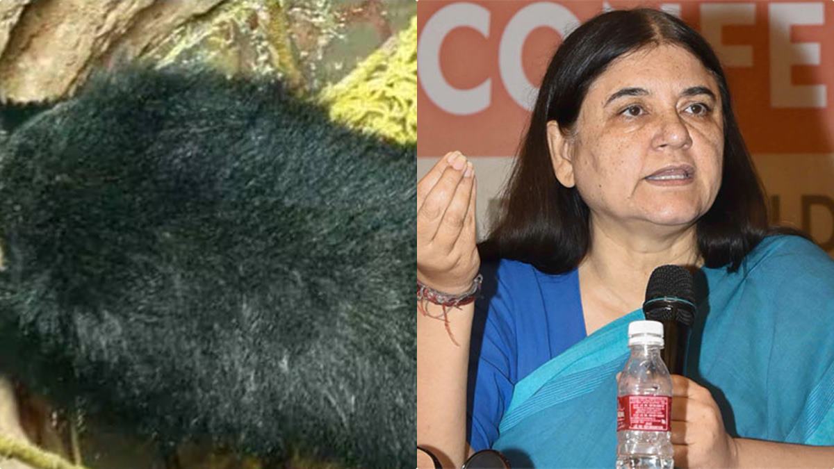 BEAR MANEKA GANDHI BEAR MANEKA GANDHI