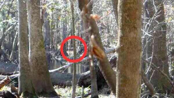 optical illusion answer