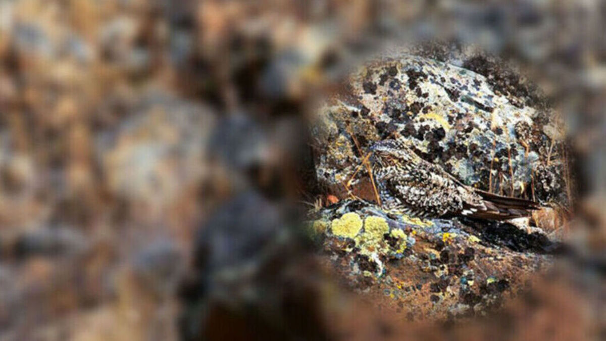 optical illusion answer