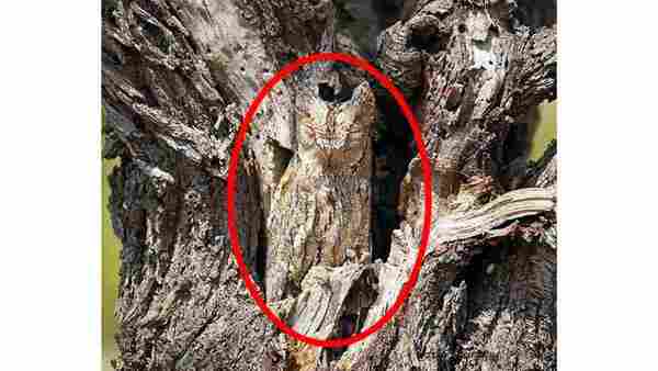 optical illusion answer