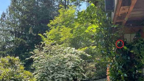 OPTICAL ILLUSION CHALLENGE ANSWER