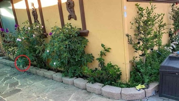 OPTICAL ILLUSION PIC ANSWER