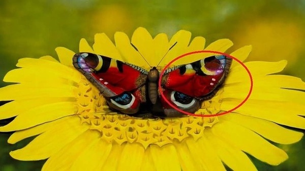 optical illusion answer