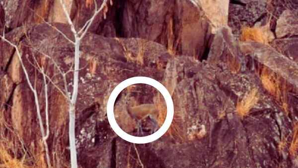 optical illusion challenge answer