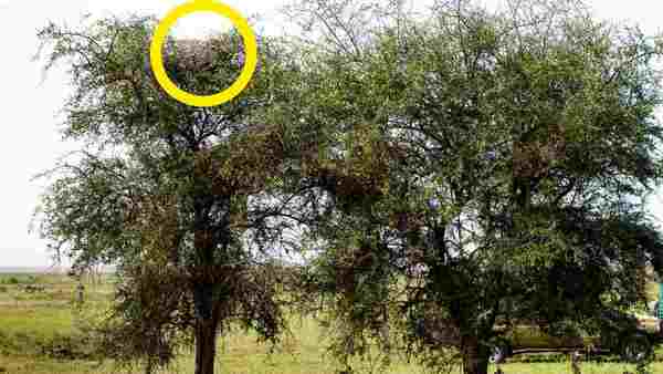 OPTICAL ILLUSION ANSWER